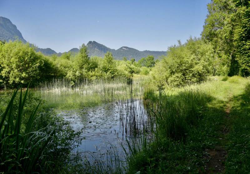 https://www.terrenature.ch/app/uploads/2022/07/etang_vallorbe_balade.jpg