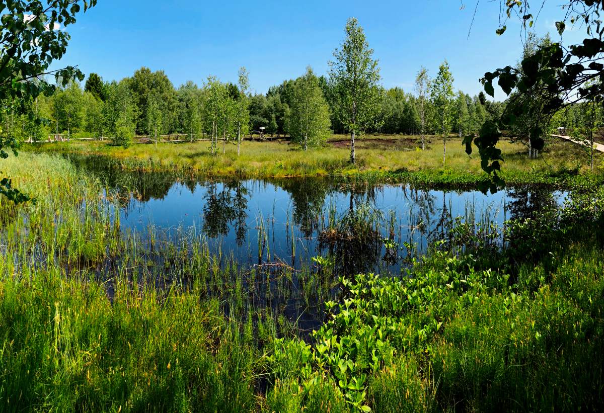 https://www.terrenature.ch/app/uploads/2023/06/balade_principale__tourbiere_marais_rouge.jpg