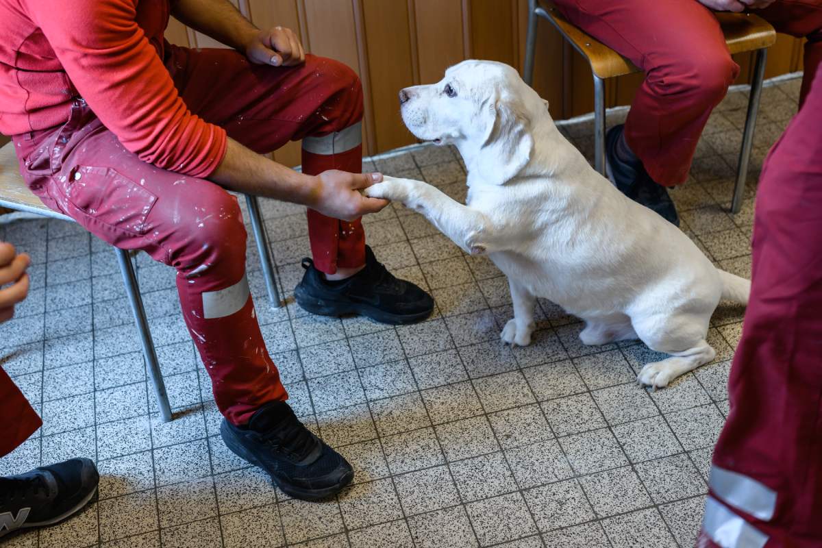 https://www.terrenature.ch/app/uploads/2023/06/snatch-chien-prison.jpg