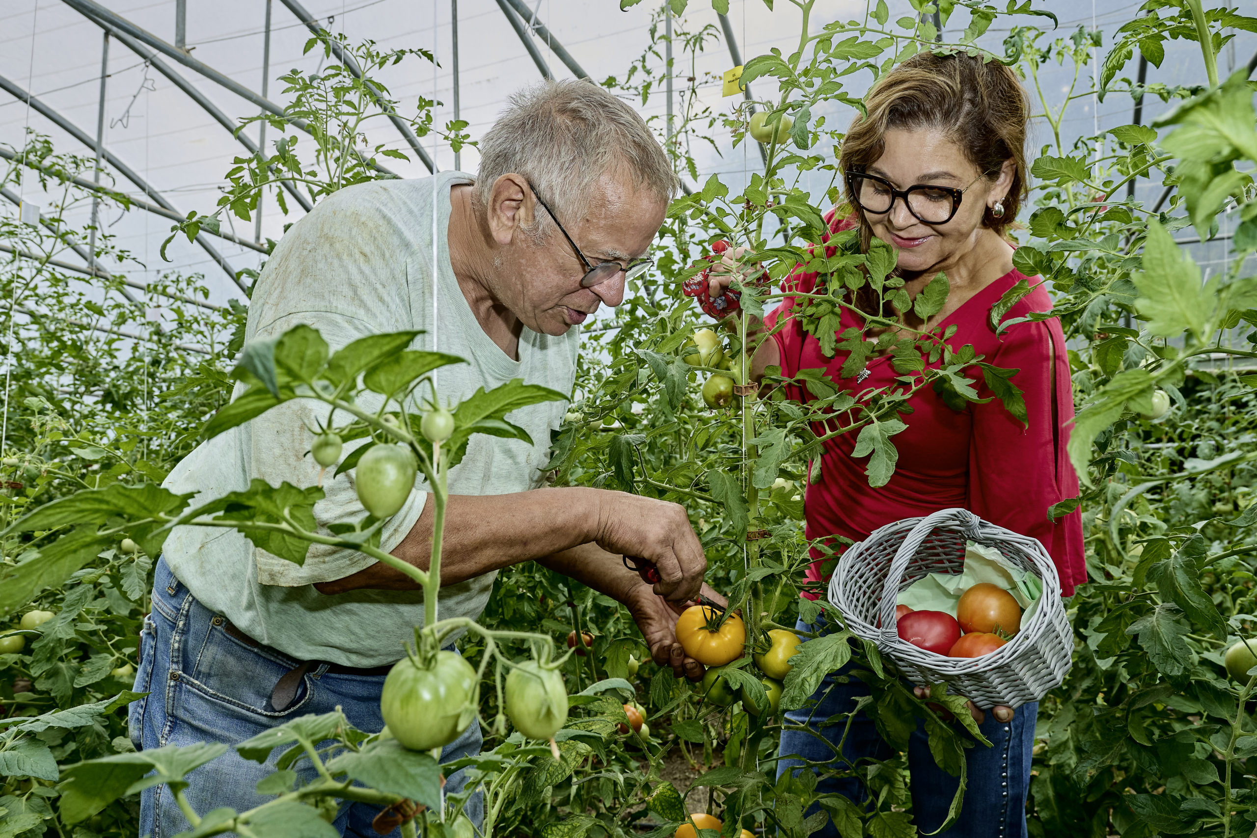 https://www.terrenature.ch/app/uploads/2024/08/05_Tomate13-scaled.jpeg