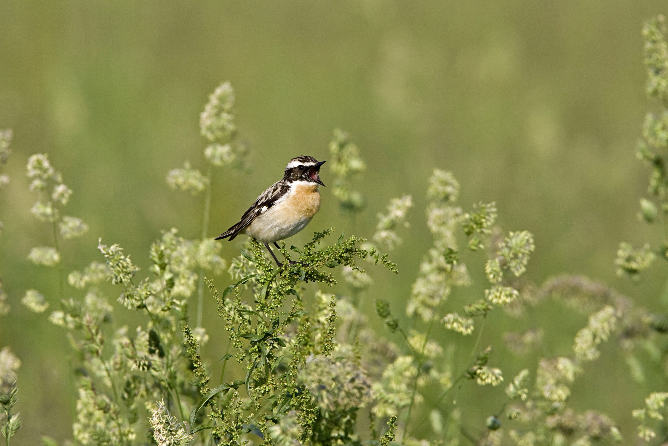 https://www.terrenature.ch/app/uploads/2024/08/08_Braunkehlchen_Burkhardt-Marcel_004-scaled.jpg