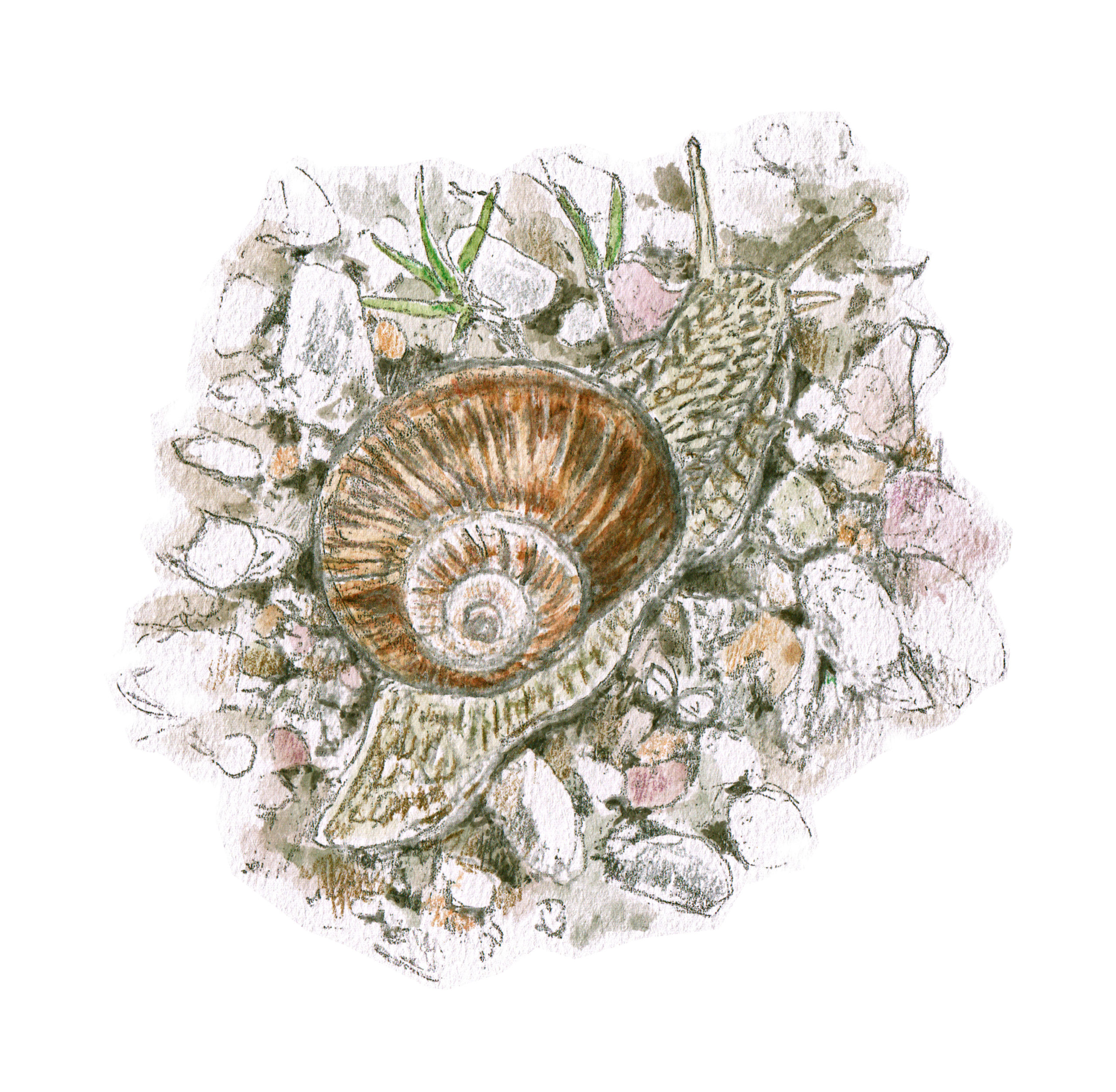 https://www.terrenature.ch/app/uploads/2024/08/08_escargot-de-Bourgogne-scaled.jpeg