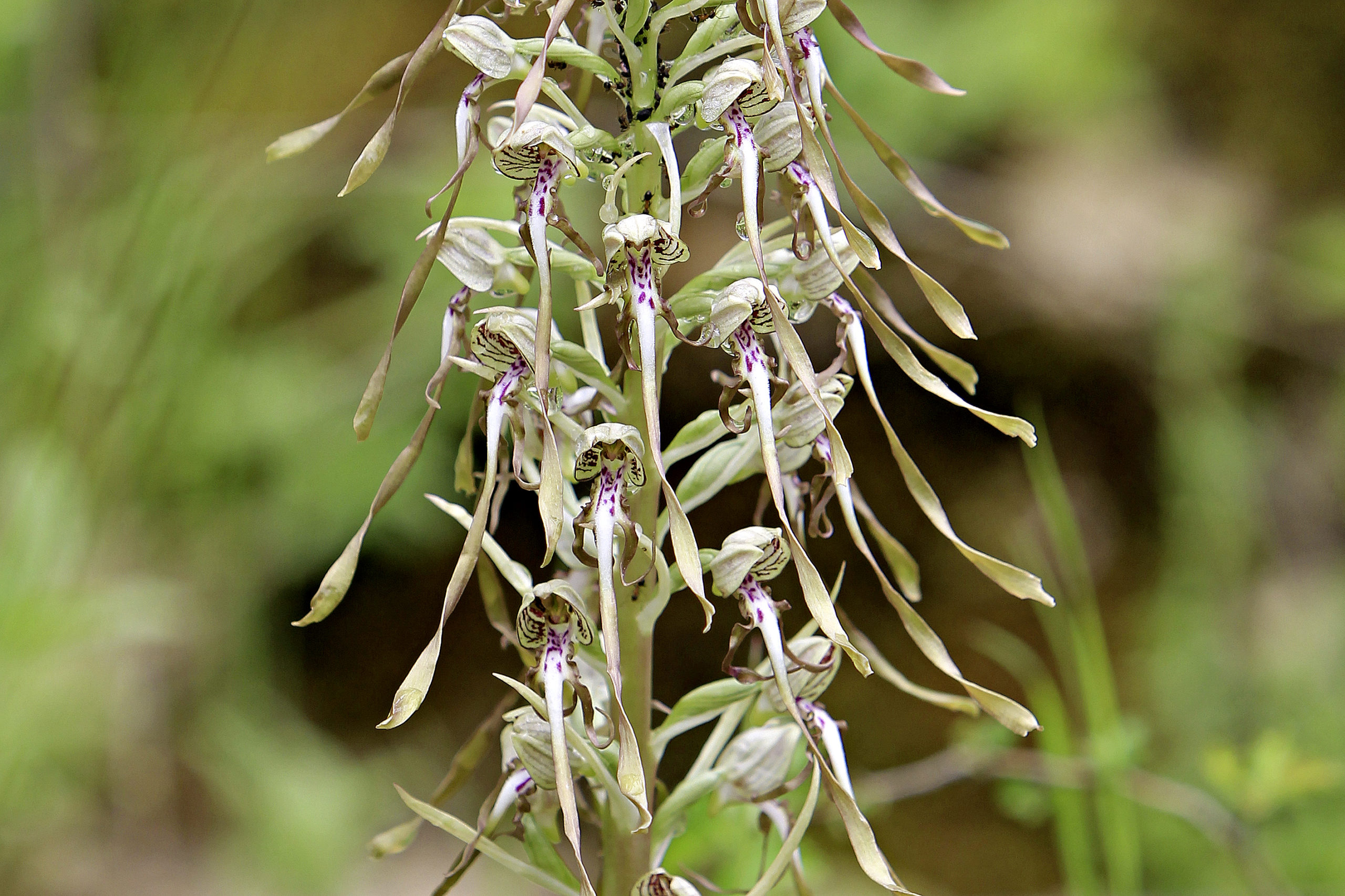 https://www.terrenature.ch/app/uploads/2024/08/09_01_orchis_bouc_8365-scaled.jpg