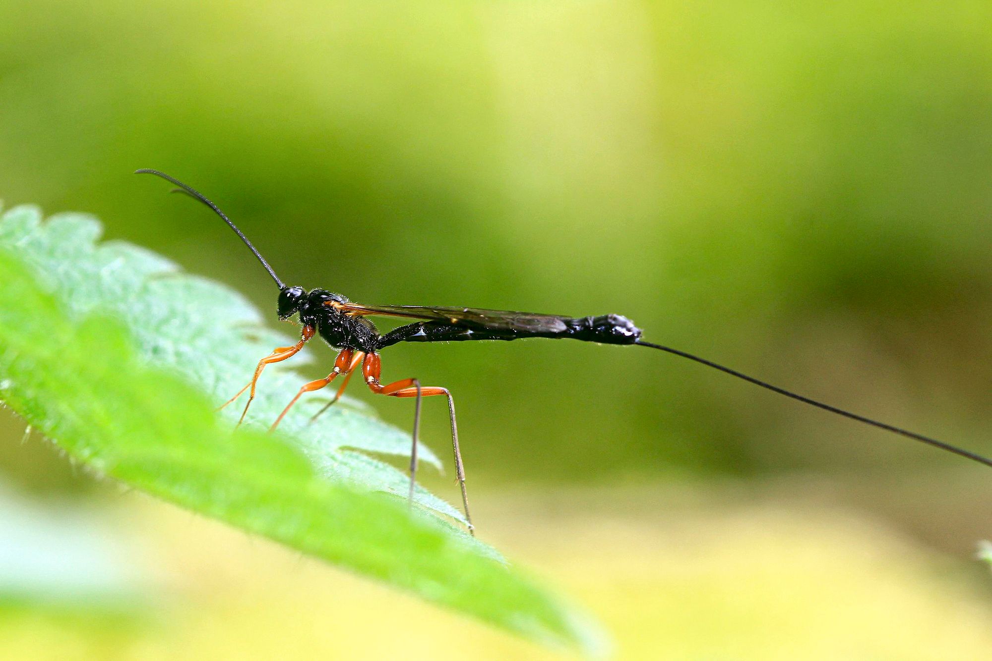 https://www.terrenature.ch/app/uploads/2024/11/10_02_ichneumon_Dolichomitus-imperat.jpeg