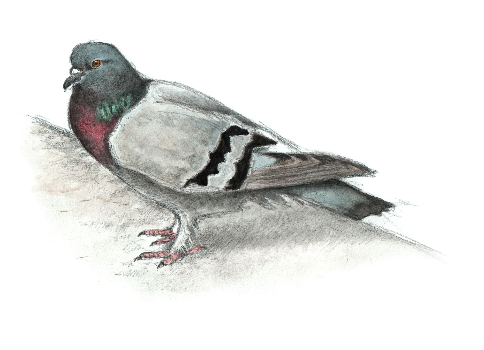 https://www.terrenature.ch/app/uploads/2024/12/10_pigeon-biset.jpeg